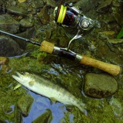 渓流ミノーイング ～長良川水系～